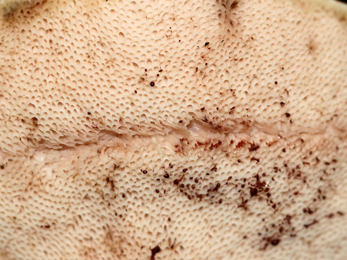 Tylopilus felleus The apex of the stipe had beautiful reticulation! Pores bruised pink.<br />
<br />
Habitat: Under conifers in a mixed forest<br />
<figure class="photo"><a href="https://www.jungledragon.com/image/73977/tylopilus_felleus.html" title="Tylopilus felleus"><img src="https://s3.amazonaws.com/media.jungledragon.com/images/3232/73977_thumb.jpg?AWSAccessKeyId=05GMT0V3GWVNE7GGM1R2&Expires=1767225610&Signature=Kzq7uuMuLJPrrSgn43rXD1qLaM0%3D" width="114" height="152" alt="Tylopilus felleus The apex of the stipe had beautiful reticulation! Pores bruised pink.<br />
<br />
Habitat: Under conifers in a mixed forest<br />
https://www.jungledragon.com/image/73979/tylopilus_felleus.html<br />
https://www.jungledragon.com/image/73978/tylopilus_felleus.html Fall,Geotagged,Tylopilus felleus,United States,mushroom,tylopilus" /></a></figure><br />
<figure class="photo"><a href="https://www.jungledragon.com/image/73978/tylopilus_felleus.html" title="Tylopilus felleus"><img src="https://s3.amazonaws.com/media.jungledragon.com/images/3232/73978_thumb.jpg?AWSAccessKeyId=05GMT0V3GWVNE7GGM1R2&Expires=1767225610&Signature=KE0jHHrtzePdhgbItewzxd6bZII%3D" width="200" height="196" alt="Tylopilus felleus The apex of the stipe had beautiful reticulation! Pores bruised pink.<br />
<br />
Habitat: Under conifers in a mixed forest<br />
https://www.jungledragon.com/image/73977/tylopilus_felleus.html<br />
https://www.jungledragon.com/image/73979/tylopilus_felleus.html Fall,Geotagged,Tylopilus felleus,United States" /></a></figure> Fall,Geotagged,Tylopilus felleus,United States