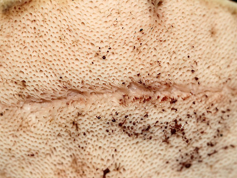 Tylopilus felleus The apex of the stipe had beautiful reticulation! Pores bruised pink.

Habitat: Under conifers in a mixed forest
https://www.jungledragon.com/image/73977/tylopilus_felleus.html
https://www.jungledragon.com/image/73978/tylopilus_felleus.html Fall,Geotagged,Tylopilus felleus,United States