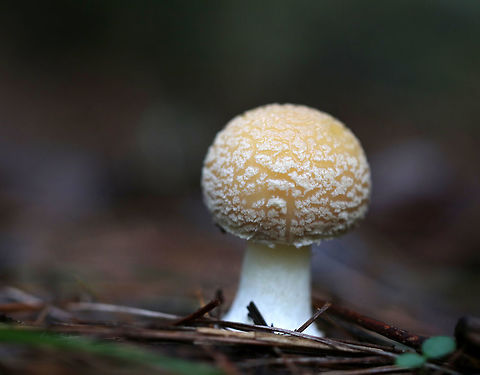 Poison Champagne Amanita - Amanita crenulata Pale tan cap covered with champagne-colored volva warts. The gills were white. The stem was white. The bulb was enlarged and had a ring of champagne coloring. 

This species is toxic and produces dramatic symptoms, similar to those of Amanita muscaria and Amanita pantherina
https://www.jungledragon.com/image/73981/poison_champagne_amanita_-_amanita_crenulata.html Amanita crenulata,Fall,Geotagged,Poison Champagne Amanita,United States,amanita