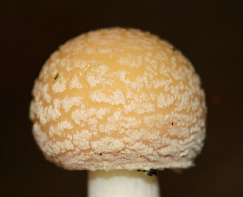 Poison Champagne Amanita - Amanita crenulata Pale tan cap covered with champagne-colored volva warts. The gills were white. The stem was white. The bulb was enlarged and had a ring of champagne coloring. 

This species is toxic and produces dramatic symptoms, similar to those of Amanita muscaria and Amanita pantherina.
https://www.jungledragon.com/image/73980/poison_champagne_amanita_-_amanita_crenulata.html Amanita crenulata,Fall,Geotagged,Poison Champagne Amanita,United States