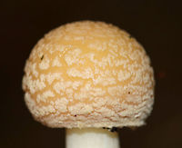 Poison Champagne Amanita - Amanita crenulata Pale tan cap covered with champagne-colored volva warts. The gills were white. The stem was white. The bulb was enlarged and had a ring of champagne coloring. <br />
<br />
This species is toxic and produces dramatic symptoms, similar to those of Amanita muscaria and Amanita pantherina.<br />
https://www.jungledragon.com/image/73980/poison_champagne_amanita_-_amanita_crenulata.html Amanita crenulata,Fall,Geotagged,Poison Champagne Amanita,United States