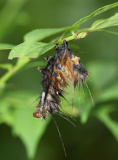 Caterpillar I'm still deliberating if this caterpillar was killed by Entomophaga maimaiga or NPV. I think NPV so far...

Habitat: Hanging off the underside of a leaf in a V shape. Fall,Geotagged,United States,caterpillar