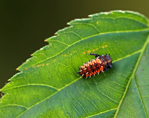 Multicolored Asian Lady Beetle Larva - Harmonia axyridis It wasn't this vibrant, so I'm not sure why it looks this way...

 It was gray/black with rows of orange markings and double-branched spines. The size of the larva is actually larger than the size it will be as an adult.

Habitat: On vegetation beside a pond
https://www.jungledragon.com/image/74022/multicolored_asian_lady_beetle_larva_-_harmonia_axyridis.html Fall,Geotagged,Harlequin Ladybird,Harmonia axyridis,Multicolored Asian Lady Beetle Larva,United States,larva