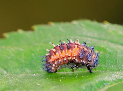 Multicolored Asian Lady Beetle Larva - Harmonia axyridis It wasn't this vibrant, so I'm not sure why it looks this way...

It was gray/black with rows of orange markings and double-branched spines. The size of the larva is actually larger than the size it will be as an adult.

Habitat: On vegetation beside a pond
https://www.jungledragon.com/image/74021/multicolored_asian_lady_beetle_larva_-_harmonia_axyridis.html Fall,Geotagged,Harlequin Ladybird,Harmonia axyridis,United States,larva
