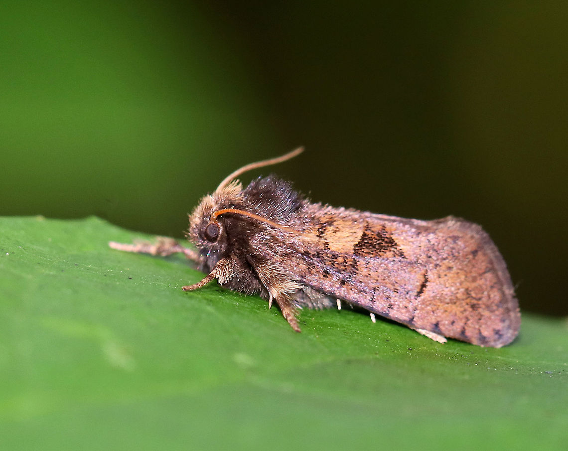 Dark Acrolophus - Acrolophus morus Habitat: Resting on vegetation in a mixed forest Acrolophus,Acrolophus mora,Dark Acrolophus,Fall,Geotagged,United States,moth