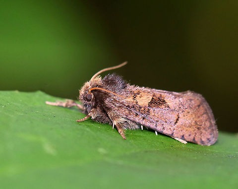 Dark Acrolophus - Acrolophus morus Habitat: Resting on vegetation in a mixed forest Acrolophus,Acrolophus mora,Dark Acrolophus,Fall,Geotagged,United States,moth