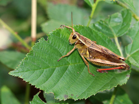 Red-legged Grasshopper - Melanoplus femurrubrum Habitat: In vegetarion beside a pond Fall,Geotagged,Melanoplus femurrubrum,Red-legged Grasshopper,United States,grasshopper