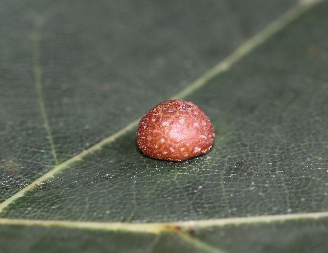 Polystepha Pilulae Gall on Oak (Quercus sp.) Hard gall on upper surface of an oak leaf<br />
<br />
Habitat: Deciduous forest Cecidomyiidae,Fall,Geotagged,Polystepha,Polystepha pilulae,United States,gall,gall midge,oak gall