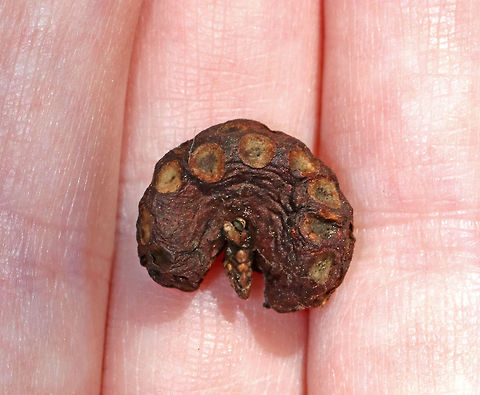 Cedar-apple Rust Gall - Gymnosporangium juniperi-virginianae This fungus has the fancy name, Gymnosporangium juniperi-virginianae, which means "naked spore-bearer of the eastern juniper tree." It's a heteroecious rust, which means that it requires two species of plants to complete its life cycle. Those two species of plants are: the eastern red cedar (Juniperus virginianus) and apple trees (Malus sylvestris). It's also an obligate pathogen, so it can't live without those hosts. It has four different stages, the most impressive of which is the orange teliospore stage because this is when the gall sprouts gelatinous, orange horns that look like tentacles. Pretty impressive. To further add to its coolness, each gelatinous spore horn is actually composed of hundreds of two-celled teliospores.
Habitat: I found this old, crusty gall on a cedar tree Cedar-apple Rust,Fall,Geotagged,Gymnosporangium juniperi-virginianae,United States