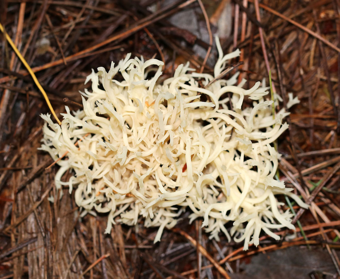 Ramariopsis kunzei Habitat: On rotting wood in a coniferous forest Fall,Geotagged,Ramariopsis,Ramariopsis kunzei,United States,coral fungi,fungi