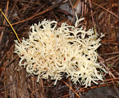 Ramariopsis kunzei Habitat: On rotting wood in a coniferous forest Fall,Geotagged,Ramariopsis,Ramariopsis kunzei,United States,coral fungi,fungi