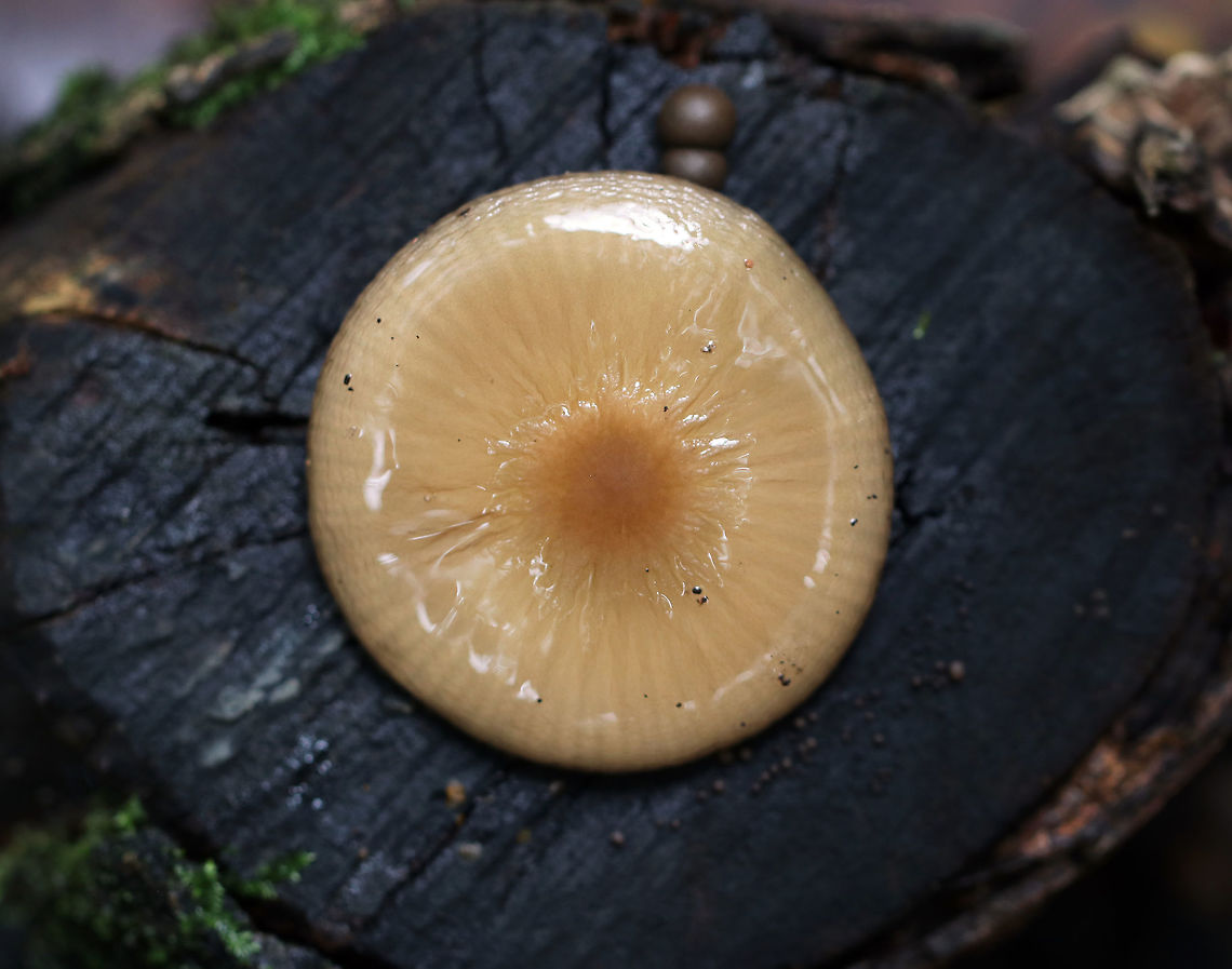 Oudemansiella furfuracea Cap was tan with a brown center; it was flat, wrinkled, puckered, wet, and sticky. Gills were white and attached. Stipe was long and thin.<br />
<br />
Habitat: Mixed forest &ndash; at the base of a stump<br />
<figure class="photo"><a href="https://www.jungledragon.com/image/74058/oudemansiella_furfuracea.html" title="Oudemansiella furfuracea"><img src="https://s3.amazonaws.com/media.jungledragon.com/images/3232/74058_thumb.jpg?AWSAccessKeyId=05GMT0V3GWVNE7GGM1R2&Expires=1759968010&Signature=%2FtbmyhUYZFnSr%2FPU3Iw%2BGAPfd24%3D" width="200" height="136" alt="Oudemansiella furfuracea Cap was tan with a brown center; it was flat, wrinkled, puckered, wet, and sticky. Gills were white and attached. Stipe was long and thin.<br />
<br />
Habitat: Mixed forest &ndash; at the base of a stump<br />
https://www.jungledragon.com/image/74056/oudemansiella_furfuracea.html<br />
https://www.jungledragon.com/image/74057/oudemansiella_furfuracea.html Fall,Geotagged,Oudemansiella furfuracea,United States" /></a></figure><br />
<figure class="photo"><a href="https://www.jungledragon.com/image/74057/oudemansiella_furfuracea.html" title="Oudemansiella furfuracea"><img src="https://s3.amazonaws.com/media.jungledragon.com/images/3232/74057_thumb.jpg?AWSAccessKeyId=05GMT0V3GWVNE7GGM1R2&Expires=1759968010&Signature=v5z2fJkyvw8fCGn5YhoTpgHhsWw%3D" width="118" height="152" alt="Oudemansiella furfuracea Cap was tan with a brown center; it was flat, wrinkled, puckered, wet, and sticky. Gills were white and attached. Stipe was long and thin.<br />
<br />
Habitat: Mixed forest &ndash; at the base of a stump<br />
https://www.jungledragon.com/image/74056/oudemansiella_furfuracea.html<br />
https://www.jungledragon.com/image/74058/oudemansiella_furfuracea.html Fall,Geotagged,Oudemansiella furfuracea,United States" /></a></figure> Fall,Geotagged,Oudemansiella,Oudemansiella furfuracea,United States,mushroom
