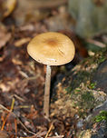 Oudemansiella furfuracea Cap was tan with a brown center; it was flat, wrinkled, puckered, wet, and sticky. Gills were white and attached. Stipe was long and thin.<br />
<br />
Habitat: Mixed forest – at the base of a stump<br />
https://www.jungledragon.com/image/74056/oudemansiella_furfuracea.html<br />
https://www.jungledragon.com/image/74058/oudemansiella_furfuracea.html Fall,Geotagged,Oudemansiella furfuracea,United States