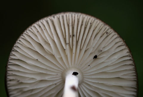 Oudemansiella furfuracea Cap was tan with a brown center; it was flat, wrinkled, puckered, wet, and sticky. Gills were white and attached. Stipe was long and thin.

Habitat: Mixed forest – at the base of a stump
https://www.jungledragon.com/image/74056/oudemansiella_furfuracea.html
https://www.jungledragon.com/image/74057/oudemansiella_furfuracea.html Fall,Geotagged,Oudemansiella furfuracea,United States