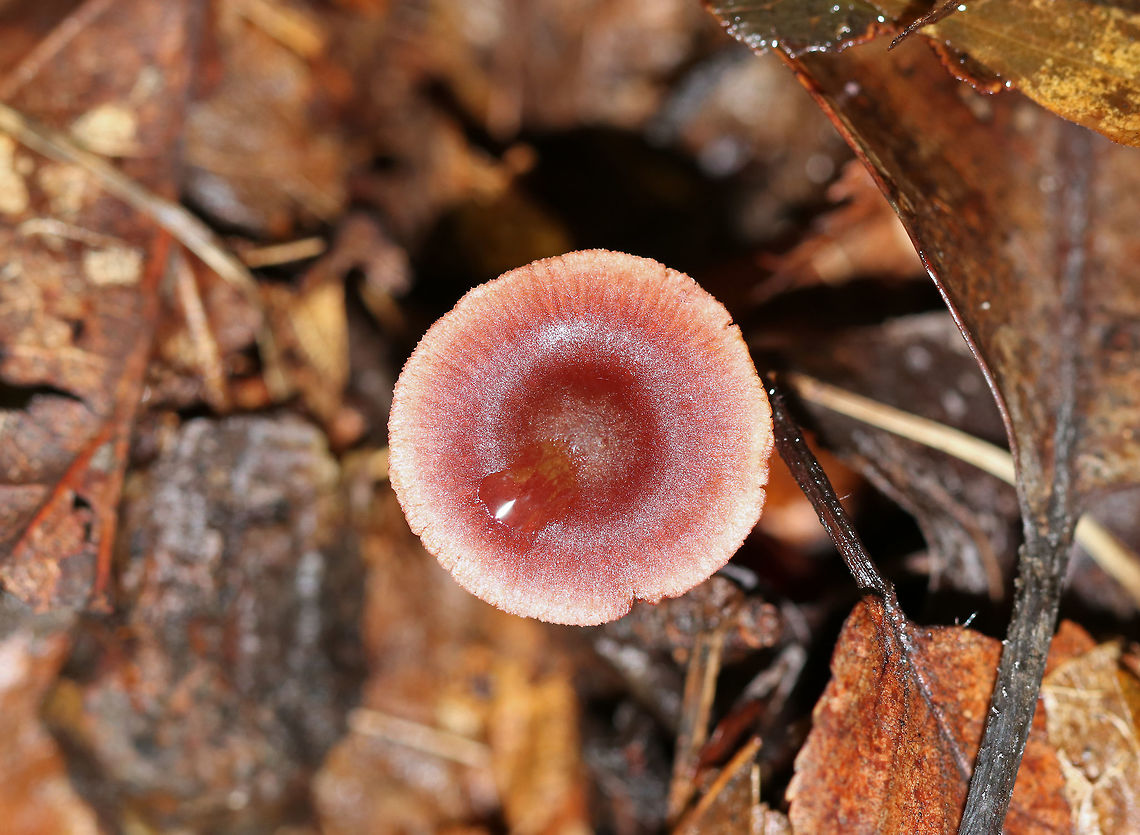 Gymnopus fuscopurpureus *This ID is tentative*<br />
<br />
Habitat:  Deciduous forest<br />
<figure class="photo"><a href="https://www.jungledragon.com/image/74061/gymnopus_fuscopurpureus.html" title="Gymnopus fuscopurpureus"><img src="https://s3.amazonaws.com/media.jungledragon.com/images/3232/74061_thumb.jpg?AWSAccessKeyId=05GMT0V3GWVNE7GGM1R2&Expires=1767225610&Signature=NuFREPEpkrWu3lZ0IiCeHOcDbGw%3D" width="200" height="156" alt="Gymnopus fuscopurpureus *This ID is tentative*<br />
<br />
Habitat: Deciduous forest<br />
https://www.jungledragon.com/image/74059/gymnopus_fuscopurpureus.html<br />
https://www.jungledragon.com/image/74060/gymnopus_fuscopurpureus.html Fall,Geotagged,Gymnopus fuscopurpureus,United States" /></a></figure><br />
<figure class="photo"><a href="https://www.jungledragon.com/image/74060/gymnopus_fuscopurpureus.html" title="Gymnopus fuscopurpureus"><img src="https://s3.amazonaws.com/media.jungledragon.com/images/3232/74060_thumb.jpg?AWSAccessKeyId=05GMT0V3GWVNE7GGM1R2&Expires=1767225610&Signature=UA6xe8otjHMnn3b2PJgRFuHQhiY%3D" width="200" height="168" alt="Gymnopus fuscopurpureus *This ID is tentative*<br />
<br />
Habitat: Deciduous forest<br />
https://www.jungledragon.com/image/74059/gymnopus_fuscopurpureus.html<br />
https://www.jungledragon.com/image/74061/gymnopus_fuscopurpureus.html Fall,Geotagged,Gymnopus fuscopurpureus,United States" /></a></figure> Fall,Geotagged,Gymnopus,Gymnopus fuscopurpureus,Gymnopus subsection Alkalivirentes,United States
