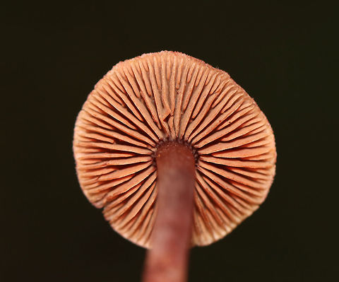 Gymnopus fuscopurpureus *This ID is tentative*

Habitat: Deciduous forest
https://www.jungledragon.com/image/74059/gymnopus_fuscopurpureus.html
https://www.jungledragon.com/image/74061/gymnopus_fuscopurpureus.html Fall,Geotagged,Gymnopus fuscopurpureus,United States