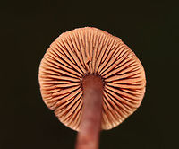 Gymnopus fuscopurpureus *This ID is tentative*<br />
<br />
Habitat: Deciduous forest<br />
https://www.jungledragon.com/image/74059/gymnopus_fuscopurpureus.html<br />
https://www.jungledragon.com/image/74061/gymnopus_fuscopurpureus.html Fall,Geotagged,Gymnopus fuscopurpureus,United States