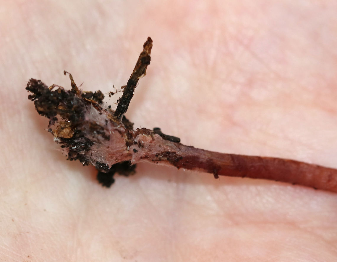 Gymnopus fuscopurpureus *This ID is tentative*<br />
<br />
Habitat: Deciduous forest<br />
<figure class="photo"><a href="https://www.jungledragon.com/image/74059/gymnopus_fuscopurpureus.html" title="Gymnopus fuscopurpureus"><img src="https://s3.amazonaws.com/media.jungledragon.com/images/3232/74059_thumb.jpg?AWSAccessKeyId=05GMT0V3GWVNE7GGM1R2&Expires=1767225610&Signature=IDp4Z4GvV4nlDCHlCxKaoIV4iwU%3D" width="200" height="148" alt="Gymnopus fuscopurpureus *This ID is tentative*<br />
<br />
Habitat:  Deciduous forest<br />
https://www.jungledragon.com/image/74061/gymnopus_fuscopurpureus.html<br />
https://www.jungledragon.com/image/74060/gymnopus_fuscopurpureus.html Fall,Geotagged,Gymnopus,Gymnopus fuscopurpureus,Gymnopus subsection Alkalivirentes,United States" /></a></figure><br />
<figure class="photo"><a href="https://www.jungledragon.com/image/74060/gymnopus_fuscopurpureus.html" title="Gymnopus fuscopurpureus"><img src="https://s3.amazonaws.com/media.jungledragon.com/images/3232/74060_thumb.jpg?AWSAccessKeyId=05GMT0V3GWVNE7GGM1R2&Expires=1767225610&Signature=UA6xe8otjHMnn3b2PJgRFuHQhiY%3D" width="200" height="168" alt="Gymnopus fuscopurpureus *This ID is tentative*<br />
<br />
Habitat: Deciduous forest<br />
https://www.jungledragon.com/image/74059/gymnopus_fuscopurpureus.html<br />
https://www.jungledragon.com/image/74061/gymnopus_fuscopurpureus.html Fall,Geotagged,Gymnopus fuscopurpureus,United States" /></a></figure> Fall,Geotagged,Gymnopus fuscopurpureus,United States