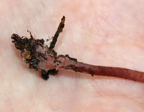 Gymnopus fuscopurpureus *This ID is tentative*

Habitat: Deciduous forest
https://www.jungledragon.com/image/74059/gymnopus_fuscopurpureus.html
https://www.jungledragon.com/image/74060/gymnopus_fuscopurpureus.html Fall,Geotagged,Gymnopus fuscopurpureus,United States