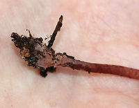 Gymnopus fuscopurpureus *This ID is tentative*<br />
<br />
Habitat: Deciduous forest<br />
https://www.jungledragon.com/image/74059/gymnopus_fuscopurpureus.html<br />
https://www.jungledragon.com/image/74060/gymnopus_fuscopurpureus.html Fall,Geotagged,Gymnopus fuscopurpureus,United States