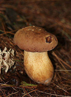 Bitter Bolete - Tylopilus felleus Habitat: Coniferous forest Bitter bolete,Fall,Geotagged,Tylopilus felleus,United States,bolete,mushroom,tylopilus
