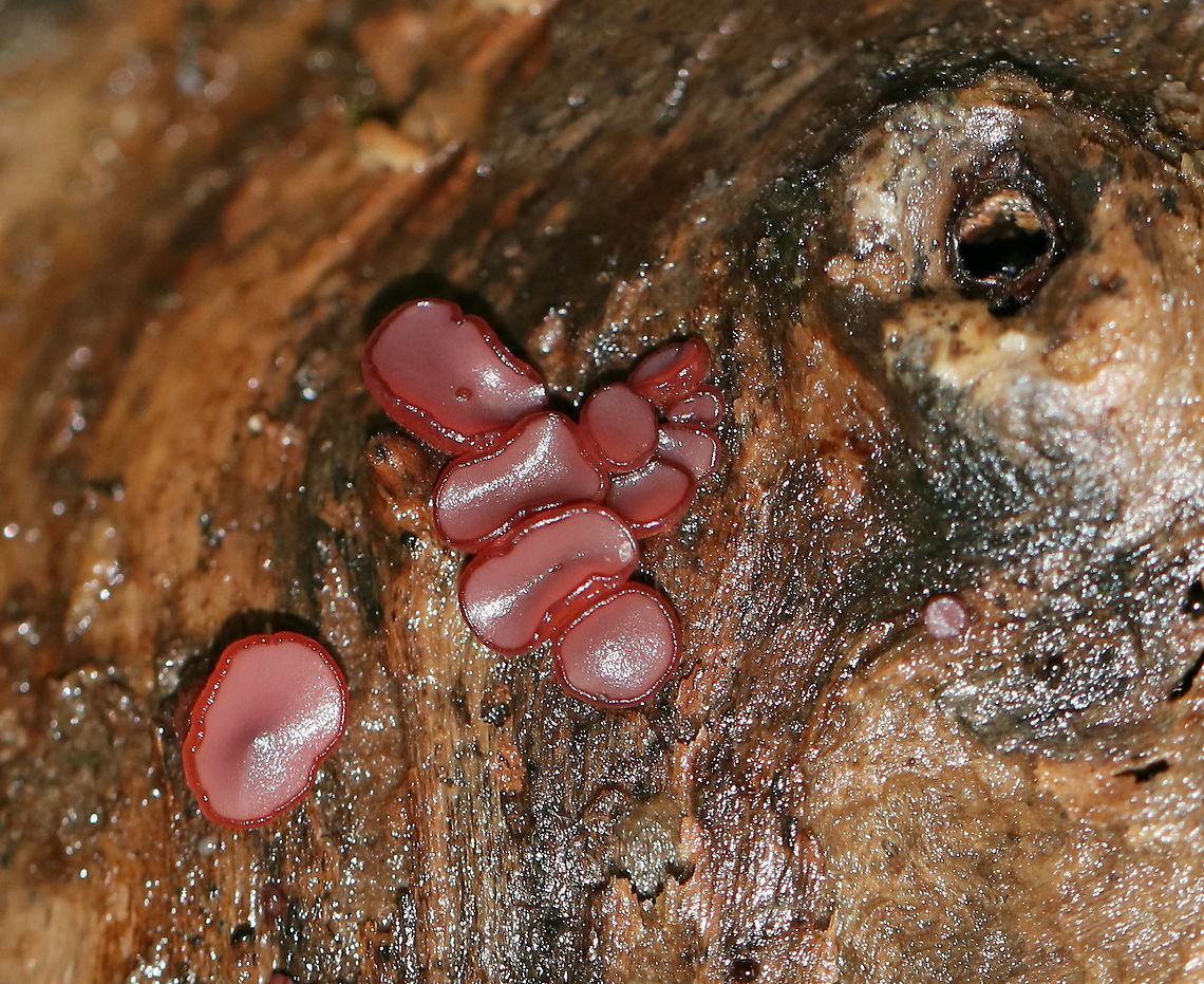 Purple Jellydisc - Ascocoryne sarcoides Reddish purple fruiting bodies that were 0.5-1.5 cm wide. Some were flat and disc-shaped, while others were cup-shaped.<br />
<br />
Habitat: Growing on a very rotten log in a mixed forest.<br />
<br />
Notes: This fungus contains the bioactive, antibiotic compound ascocorynin, which has been shown to inhibit the growth of several Gram-positive bacteria. Ascocoryne sarcoides,Fall,Geotagged,Jelly Drops,United States