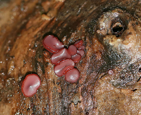 Purple Jellydisc - Ascocoryne sarcoides Reddish purple fruiting bodies that were 0.5-1.5 cm wide. Some were flat and disc-shaped, while others were cup-shaped.

Habitat: Growing on a very rotten log in a mixed forest.

Notes: This fungus contains the bioactive, antibiotic compound ascocorynin, which has been shown to inhibit the growth of several Gram-positive bacteria. Ascocoryne sarcoides,Fall,Geotagged,Jelly Drops,United States