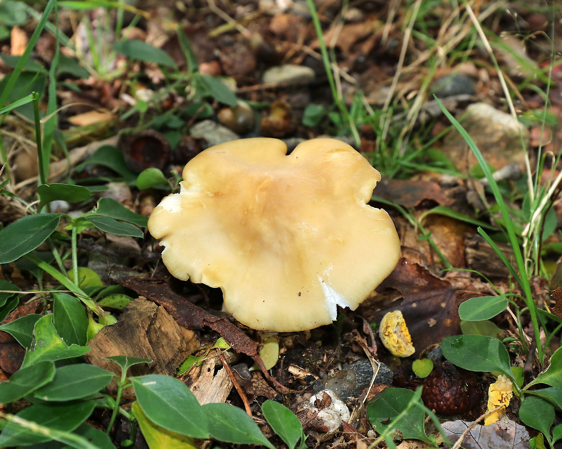 Entoloma melleicolor *Tentative ID*<br />
<br />
Cap: about 7-8 cm wide; mostly flat with a low central bump; undulate; yellowish-brown<br />
<br />
Gills: White; very fragile; notched<br />
<br />
Stem: Cream-colored/whitish; fibrillose; stocky<br />
<br />
Odor: Farinaceous<br />
<br />
Habitat: under oak (Quercus sp.) in a deciduous forest<br />
<figure class="photo"><a href="https://www.jungledragon.com/image/74066/entoloma_melleicolor.html" title="Entoloma melleicolor"><img src="https://s3.amazonaws.com/media.jungledragon.com/images/3232/74066_thumb.jpg?AWSAccessKeyId=05GMT0V3GWVNE7GGM1R2&Expires=1759968010&Signature=MgqOkxXSRKRJmclVSHbPmK9CFpY%3D" width="122" height="152" alt="Entoloma melleicolor *Tentative ID*<br />
<br />
Cap: about 7-8 cm wide; mostly flat with a low central bump; undulate; yellowish-brown<br />
<br />
Gills: White; very fragile; notched<br />
<br />
Stem: Cream-colored/whitish; fibrillose; stocky<br />
<br />
Odor: Farinaceous<br />
<br />
Habitat: under oak (Quercus sp.) in a deciduous forest<br />
https://www.jungledragon.com/image/74064/entoloma_melleicolor.html<br />
https://www.jungledragon.com/image/74065/entoloma_melleicolor.html Entoloma melleicolor,Fall,Geotagged,United States" /></a></figure><br />
<figure class="photo"><a href="https://www.jungledragon.com/image/74065/entoloma_melleicolor.html" title="Entoloma melleicolor"><img src="https://s3.amazonaws.com/media.jungledragon.com/images/3232/74065_thumb.jpg?AWSAccessKeyId=05GMT0V3GWVNE7GGM1R2&Expires=1759968010&Signature=Xf8o%2B9FI69Pi6XLthc%2BQcyvmCrU%3D" width="200" height="150" alt="Entoloma melleicolor *Tentative ID*<br />
<br />
Cap: about 7-8 cm wide; mostly flat with a low central bump; undulate; yellowish-brown<br />
<br />
Gills: White; very fragile; notched<br />
<br />
Stem: Cream-colored/whitish; fibrillose; stocky<br />
<br />
Odor: Farinaceous<br />
<br />
Habitat: under oak (Quercus sp.) in a deciduous forest<br />
https://www.jungledragon.com/image/74064/entoloma_melleicolor.html<br />
https://www.jungledragon.com/image/74066/entoloma_melleicolor.html<br />
 Entoloma melleicolor,Fall,Geotagged,United States" /></a></figure> Entoloma,Entoloma melleicolor,Fall,Geotagged,United States,mushroom