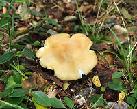 Entoloma melleicolor *Tentative ID*<br />
<br />
Cap: about 7-8 cm wide; mostly flat with a low central bump; undulate; yellowish-brown<br />
<br />
Gills: White; very fragile; notched<br />
<br />
Stem: Cream-colored/whitish; fibrillose; stocky<br />
<br />
Odor: Farinaceous<br />
<br />
Habitat: under oak (Quercus sp.) in a deciduous forest<br />
https://www.jungledragon.com/image/74066/entoloma_melleicolor.html<br />
https://www.jungledragon.com/image/74065/entoloma_melleicolor.html Entoloma,Entoloma melleicolor,Fall,Geotagged,United States,mushroom