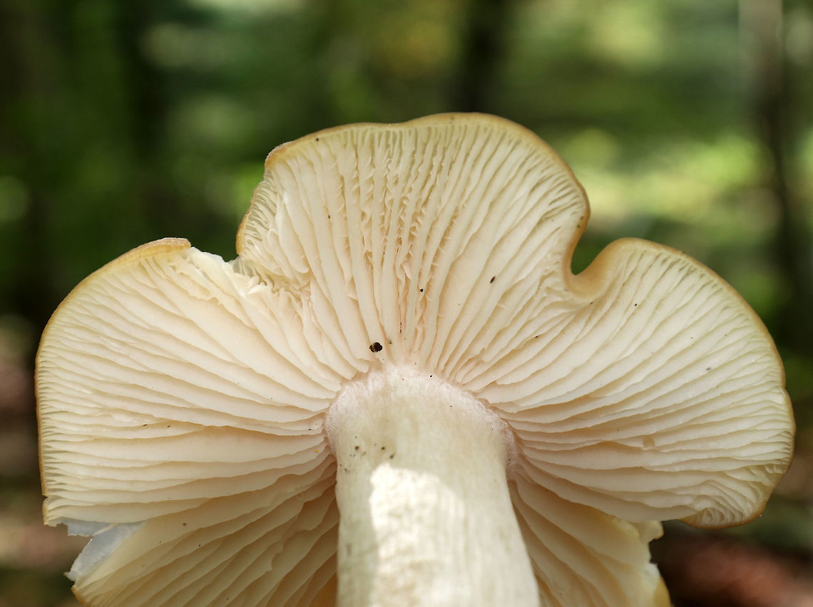 Entoloma melleicolor *Tentative ID*<br />
<br />
Cap: about 7-8 cm wide; mostly flat with a low central bump; undulate; yellowish-brown<br />
<br />
Gills: White; very fragile; notched<br />
<br />
Stem: Cream-colored/whitish; fibrillose; stocky<br />
<br />
Odor: Farinaceous<br />
<br />
Habitat: under oak (Quercus sp.) in a deciduous forest<br />
<figure class="photo"><a href="https://www.jungledragon.com/image/74064/entoloma_melleicolor.html" title="Entoloma melleicolor"><img src="https://s3.amazonaws.com/media.jungledragon.com/images/3232/74064_thumb.jpg?AWSAccessKeyId=05GMT0V3GWVNE7GGM1R2&Expires=1759968010&Signature=rT%2FCpbCTT6KGv2mRPuvMi65yS2k%3D" width="200" height="160" alt="Entoloma melleicolor *Tentative ID*<br />
<br />
Cap: about 7-8 cm wide; mostly flat with a low central bump; undulate; yellowish-brown<br />
<br />
Gills: White; very fragile; notched<br />
<br />
Stem: Cream-colored/whitish; fibrillose; stocky<br />
<br />
Odor: Farinaceous<br />
<br />
Habitat: under oak (Quercus sp.) in a deciduous forest<br />
https://www.jungledragon.com/image/74066/entoloma_melleicolor.html<br />
https://www.jungledragon.com/image/74065/entoloma_melleicolor.html Entoloma,Entoloma melleicolor,Fall,Geotagged,United States,mushroom" /></a></figure><br />
<figure class="photo"><a href="https://www.jungledragon.com/image/74066/entoloma_melleicolor.html" title="Entoloma melleicolor"><img src="https://s3.amazonaws.com/media.jungledragon.com/images/3232/74066_thumb.jpg?AWSAccessKeyId=05GMT0V3GWVNE7GGM1R2&Expires=1759968010&Signature=MgqOkxXSRKRJmclVSHbPmK9CFpY%3D" width="122" height="152" alt="Entoloma melleicolor *Tentative ID*<br />
<br />
Cap: about 7-8 cm wide; mostly flat with a low central bump; undulate; yellowish-brown<br />
<br />
Gills: White; very fragile; notched<br />
<br />
Stem: Cream-colored/whitish; fibrillose; stocky<br />
<br />
Odor: Farinaceous<br />
<br />
Habitat: under oak (Quercus sp.) in a deciduous forest<br />
https://www.jungledragon.com/image/74064/entoloma_melleicolor.html<br />
https://www.jungledragon.com/image/74065/entoloma_melleicolor.html Entoloma melleicolor,Fall,Geotagged,United States" /></a></figure><br />
 Entoloma melleicolor,Fall,Geotagged,United States