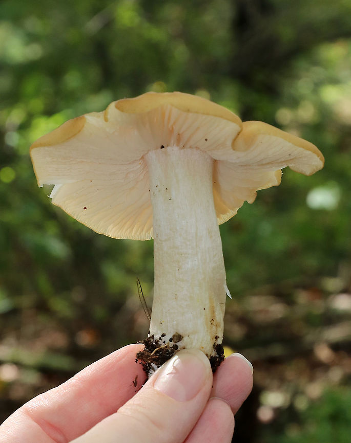 Entoloma melleicolor *Tentative ID*<br />
<br />
Cap: about 7-8 cm wide; mostly flat with a low central bump; undulate; yellowish-brown<br />
<br />
Gills: White; very fragile; notched<br />
<br />
Stem: Cream-colored/whitish; fibrillose; stocky<br />
<br />
Odor: Farinaceous<br />
<br />
Habitat: under oak (Quercus sp.) in a deciduous forest<br />
<figure class="photo"><a href="https://www.jungledragon.com/image/74064/entoloma_melleicolor.html" title="Entoloma melleicolor"><img src="https://s3.amazonaws.com/media.jungledragon.com/images/3232/74064_thumb.jpg?AWSAccessKeyId=05GMT0V3GWVNE7GGM1R2&Expires=1767225610&Signature=LWrBvDuEea99hFQ6SNLxyTFT6E4%3D" width="200" height="160" alt="Entoloma melleicolor *Tentative ID*<br />
<br />
Cap: about 7-8 cm wide; mostly flat with a low central bump; undulate; yellowish-brown<br />
<br />
Gills: White; very fragile; notched<br />
<br />
Stem: Cream-colored/whitish; fibrillose; stocky<br />
<br />
Odor: Farinaceous<br />
<br />
Habitat: under oak (Quercus sp.) in a deciduous forest<br />
https://www.jungledragon.com/image/74066/entoloma_melleicolor.html<br />
https://www.jungledragon.com/image/74065/entoloma_melleicolor.html Entoloma,Entoloma melleicolor,Fall,Geotagged,United States,mushroom" /></a></figure><br />
<figure class="photo"><a href="https://www.jungledragon.com/image/74065/entoloma_melleicolor.html" title="Entoloma melleicolor"><img src="https://s3.amazonaws.com/media.jungledragon.com/images/3232/74065_thumb.jpg?AWSAccessKeyId=05GMT0V3GWVNE7GGM1R2&Expires=1767225610&Signature=tFctppY00XtGipn4OZIG0jJdBco%3D" width="200" height="150" alt="Entoloma melleicolor *Tentative ID*<br />
<br />
Cap: about 7-8 cm wide; mostly flat with a low central bump; undulate; yellowish-brown<br />
<br />
Gills: White; very fragile; notched<br />
<br />
Stem: Cream-colored/whitish; fibrillose; stocky<br />
<br />
Odor: Farinaceous<br />
<br />
Habitat: under oak (Quercus sp.) in a deciduous forest<br />
https://www.jungledragon.com/image/74064/entoloma_melleicolor.html<br />
https://www.jungledragon.com/image/74066/entoloma_melleicolor.html<br />
 Entoloma melleicolor,Fall,Geotagged,United States" /></a></figure> Entoloma melleicolor,Fall,Geotagged,United States