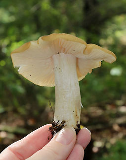 Entoloma melleicolor *Tentative ID*

Cap: about 7-8 cm wide; mostly flat with a low central bump; undulate; yellowish-brown

Gills: White; very fragile; notched

Stem: Cream-colored/whitish; fibrillose; stocky

Odor: Farinaceous

Habitat: under oak (Quercus sp.) in a deciduous forest
https://www.jungledragon.com/image/74064/entoloma_melleicolor.html
https://www.jungledragon.com/image/74065/entoloma_melleicolor.html Entoloma melleicolor,Fall,Geotagged,United States