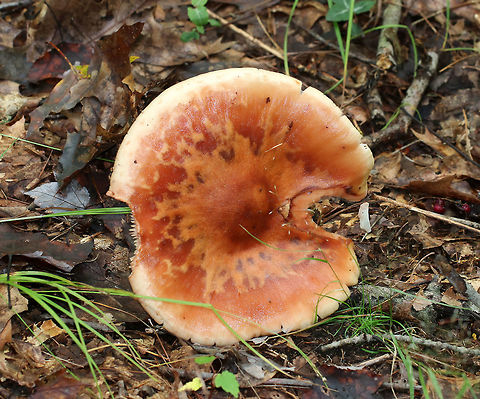Eastern American Blusher - Amanita amerirubescens group Habitat: Deciduous forest Amanita amerirubescens,Eastern American Blusher,Fall,Geotagged,United States,amanita,amanita amerirubescens group,blusher