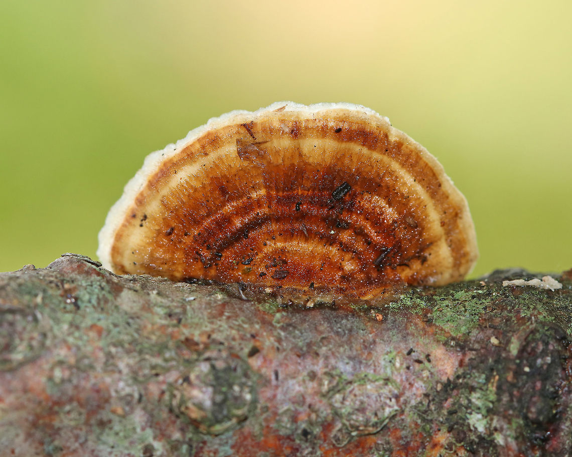 Turkey Tail - Trametes versicolor Habitat: Growing on a fallen tree in a deciduous forest Fall,Geotagged,Trametes versicolor,United States,trametes,turkey tail