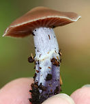 Cortinarius collinitus Cap was brown with white around the margin and nearly flat. The margin was faintly lined. The gills were purplish brown. The stipe was silvery(?) above the ring and purple below.<br />
<br />
Habitat: Growing on the ground in a mixed forest with lots of oak, maple, birch, and pine.<br />
https://www.jungledragon.com/image/74071/cortinarius_collinitus.html<br />
https://www.jungledragon.com/image/74070/cortinarius_collinitus.html Cortinarius,Cortinarius collinitus,Fall,Geotagged,United States,mushroom