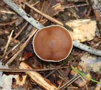 Cortinarius collinitus Cap was brown with white around the margin and nearly flat. The margin was faintly lined. The gills were purplish brown. The stipe was silvery(?) above the ring and purple below.<br />
<br />
Habitat: Growing on the ground in a mixed forest with lots of oak, maple, birch, and pine.<br />
https://www.jungledragon.com/image/74069/cortinarius_collinitus.html<br />
https://www.jungledragon.com/image/74071/cortinarius_collinitus.html Cortinarius collinitus,Fall,Geotagged,United States
