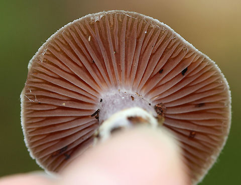 Cortinarius collinitus Cap was brown with white around the margin and nearly flat. The margin was faintly lined. The gills were purplish brown. The stipe was silvery(?) above the ring and purple below.

Habitat: Growing on the ground in a mixed forest with lots of oak, maple, birch, and pine.
https://www.jungledragon.com/image/74069/cortinarius_collinitus.html
https://www.jungledragon.com/image/74070/cortinarius_collinitus.html Cortinarius collinitus,Fall,Geotagged,United States