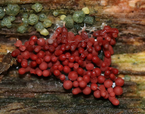 Arcyria stipata Red slime mold with tiny, whitish stalks. 

Habitat: Growing on rotting wood in a mixed forest along with Trichoderma strictipile.
https://www.jungledragon.com/image/74073/arcyria_stipata.html Arcyria,Arcyria stipata,Fall,Geotagged,United States,slime mold
