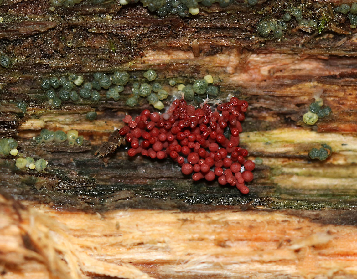 Arcyria stipata Red slime mold with tiny, whitish stalks. <br />
<br />
Habitat: Growing on rotting wood in a mixed forest along with Trichoderma strictipile.<br />
<figure class="photo"><a href="https://www.jungledragon.com/image/74072/arcyria_stipata.html" title="Arcyria stipata"><img src="https://s3.amazonaws.com/media.jungledragon.com/images/3232/74072_thumb.jpg?AWSAccessKeyId=05GMT0V3GWVNE7GGM1R2&Expires=1759968010&Signature=JrlAU5oAJQi2M9AMPmptmC9umYE%3D" width="200" height="160" alt="Arcyria stipata Red slime mold with tiny, whitish stalks. <br />
<br />
Habitat: Growing on rotting wood in a mixed forest along with Trichoderma strictipile.<br />
https://www.jungledragon.com/image/74073/arcyria_stipata.html Arcyria,Arcyria stipata,Fall,Geotagged,United States,slime mold" /></a></figure><br />
 Arcyria stipata,Fall,Geotagged,United States