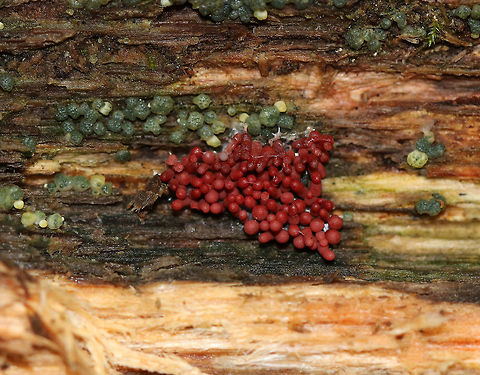 Arcyria stipata Red slime mold with tiny, whitish stalks. 

Habitat: Growing on rotting wood in a mixed forest along with Trichoderma strictipile.
https://www.jungledragon.com/image/74072/arcyria_stipata.html
 Arcyria stipata,Fall,Geotagged,United States