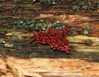 Arcyria stipata Red slime mold with tiny, whitish stalks. <br />
<br />
Habitat: Growing on rotting wood in a mixed forest along with Trichoderma strictipile.<br />
https://www.jungledragon.com/image/74072/arcyria_stipata.html<br />
 Arcyria stipata,Fall,Geotagged,United States