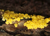 Lemon Discos - Bisporella citrina Habitat: Rotting wood<br />
https://www.jungledragon.com/image/74189/lemon_discos_-_bisporella_citrina.html Bisporella citrina,Fall,Geotagged,Lemon Disco,United States,bisporella,fungus,yellow