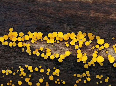 Lemon Discos - Bisporella citrina 
Habitat: Rotting wood
https://www.jungledragon.com/image/74188/lemon_discos_-_bisporella_citrina.html Bisporella citrina,Fall,Geotagged,Lemon Disco,United States
