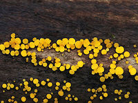 Lemon Discos - Bisporella citrina <br />
Habitat: Rotting wood<br />
https://www.jungledragon.com/image/74188/lemon_discos_-_bisporella_citrina.html Bisporella citrina,Fall,Geotagged,Lemon Disco,United States