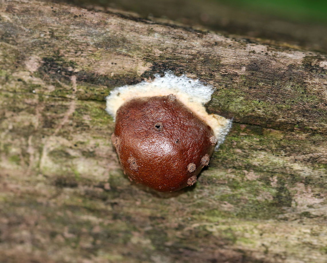 Reticularia splendens Shiny, tough, brown outer surface with a brown interior spore mass.<br />
<br />
Habitat: Decorticated, rotting wood<br />
<figure class="photo"><a href="https://www.jungledragon.com/image/74198/reticularia_splendens.html" title="Reticularia splendens"><img src="https://s3.amazonaws.com/media.jungledragon.com/images/3232/74198_thumb.jpg?AWSAccessKeyId=05GMT0V3GWVNE7GGM1R2&Expires=1770854410&Signature=NToeau%2F0ORuiw9z3qjxgPYVp6Qw%3D" width="200" height="168" alt="Reticularia splendens Shiny, tough, brown outer surface with a brown interior spore mass.<br />
<br />
Habitat: Decorticated, rotting wood<br />
https://www.jungledragon.com/image/74197/reticularia_splendens.html Fall,Geotagged,Reticularia,Reticularia splendens,United States,slime mold" /></a></figure> Fall,Geotagged,Reticularia,Reticularia splendens,United States,slime mold