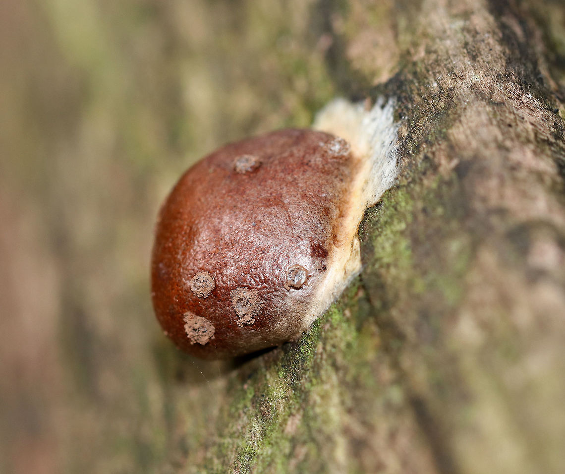 Reticularia splendens Shiny, tough, brown outer surface with a brown interior spore mass.<br />
<br />
Habitat: Decorticated, rotting wood<br />
<figure class="photo"><a href="https://www.jungledragon.com/image/74197/reticularia_splendens.html" title="Reticularia splendens"><img src="https://s3.amazonaws.com/media.jungledragon.com/images/3232/74197_thumb.jpg?AWSAccessKeyId=05GMT0V3GWVNE7GGM1R2&Expires=1759968010&Signature=c%2Bx5rY8EWrd4S0N5EsIlDREu6Qs%3D" width="200" height="162" alt="Reticularia splendens Shiny, tough, brown outer surface with a brown interior spore mass.<br />
<br />
Habitat: Decorticated, rotting wood<br />
https://www.jungledragon.com/image/74198/reticularia_splendens.html Fall,Geotagged,Reticularia,Reticularia splendens,United States,slime mold" /></a></figure> Fall,Geotagged,Reticularia,Reticularia splendens,United States,slime mold