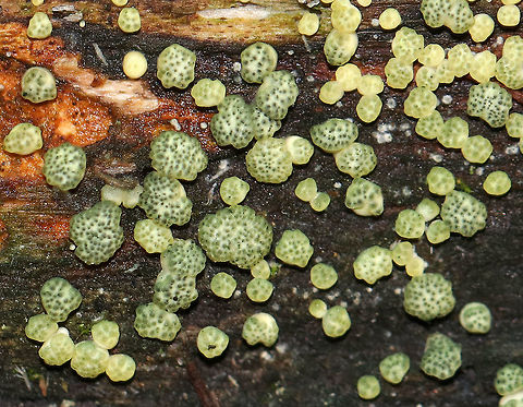 Trichoderma strictipile Tiny greenish yellow blobs that were ~1-2 mm each. The fruiting bodies were powdery, asymmetric, and globose. The kind of resembled moldy tapioca.

Habitat: Growing on rotten wood in a mixed forest dominated by pine, hemlock, oak, and birch.

*There are other species of Trichoderma that have green spores, but I'm basing the ID on the fact that I found T. stricipile in this exact location a month earlier than this spotting.
https://www.jungledragon.com/image/74200/trichoderma_strictipile.html Fall,Geotagged,Trichoderma,Trichoderma strictipile,United States