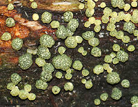 Trichoderma strictipile Tiny greenish yellow blobs that were ~1-2 mm each. The fruiting bodies were powdery, asymmetric, and globose. The kind of resembled moldy tapioca.<br />
<br />
Habitat: Growing on rotten wood in a mixed forest dominated by pine, hemlock, oak, and birch.<br />
<br />
*There are other species of Trichoderma that have green spores, but I'm basing the ID on the fact that I found T. stricipile in this exact location a month earlier than this spotting.<br />
https://www.jungledragon.com/image/74200/trichoderma_strictipile.html Fall,Geotagged,Trichoderma,Trichoderma strictipile,United States