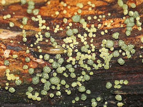 Trichoderma strictipile Tiny greenish yellow blobs that were ~1-2 mm each. The fruiting bodies were powdery, asymmetric, and globose. The kind of resembled moldy tapioca.

Habitat: Growing on rotten wood in a mixed forest dominated by pine, hemlock, oak, and birch.

*There are other species of Trichoderma that have green spores, but I'm basing the ID on the fact that I found T. stricipile in this exact location a month earlier than this spotting.
https://www.jungledragon.com/image/74199/trichoderma_strictipile.html Fall,Geotagged,Trichoderma strictipile,United States