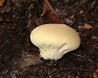 Lycoperdon flavotinctum This puffball was quite large - about 6 cm wide.  It had the consistency of a toasted marshmallow.<br />
<br />
Habitat: Mixed forest<br />
https://www.jungledragon.com/image/74211/common_puffball_-_lycoperdon_perlatum.html Fall,Geotagged,Lycoperdon flavotinctum,United States,lycoperdon,puffball
